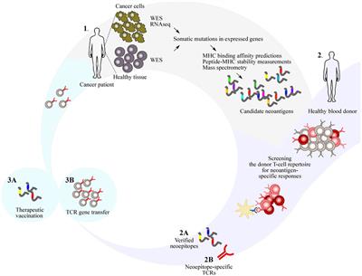 The Potential of Donor T-Cell Repertoires in Neoantigen-Targeted Cancer Immunotherapy